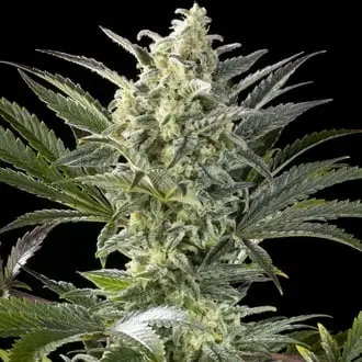 Clementine Slush cannabis seeds by Kannabia