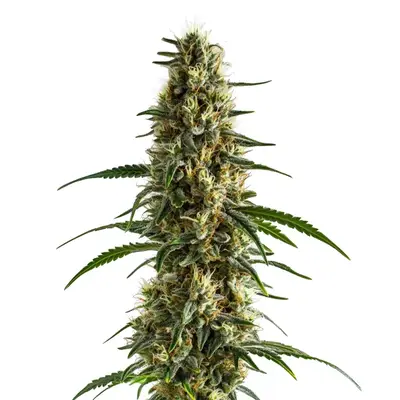 Clementine cannabis seeds by Blimburn Seeds