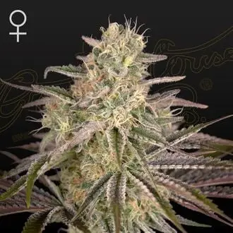 Cloud Walker cannabis seeds by Greenhouse Seeds