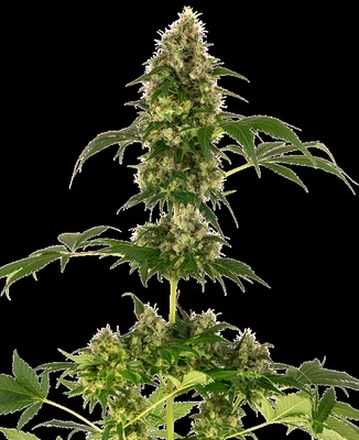 Cobalt Haze cannabis seeds