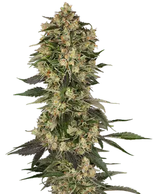 Cobra Hai cannabis seeds