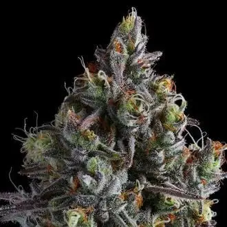 Coco Jambo cannabis seeds