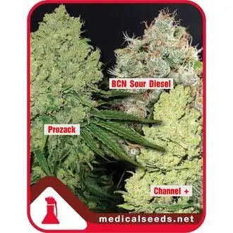 Collection 1 cannabis seeds by Medical Seeds