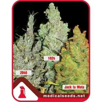 Collection 2 cannabis seeds