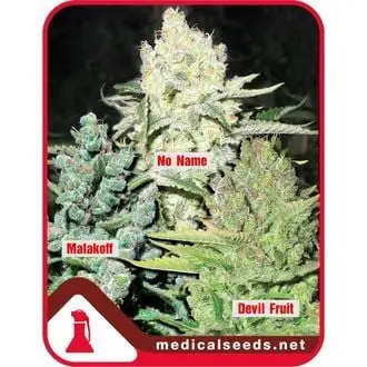 Collection 4 cannabis seeds by Medical Seeds