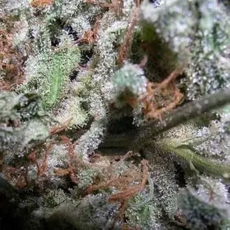 Collection Pack Indica Champions cannabis seeds