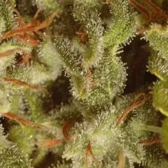 Collection Pack Sativa Champions cannabis seeds