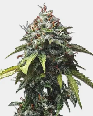 Colombian Gold cannabis seeds