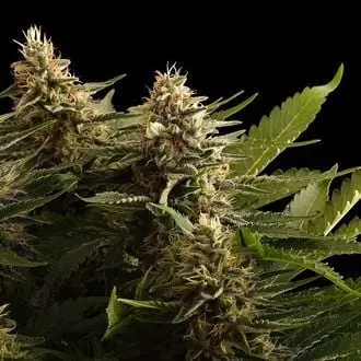 Colombian Jack cannabis seeds
