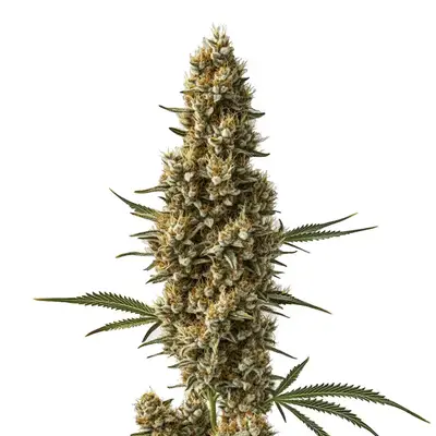 Coma cannabis seeds by Blimburn Seeds