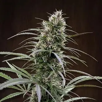 Congo cannabis seeds by ACE Seeds