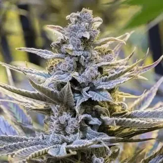 Cookielato cannabis seeds by Silent Seeds