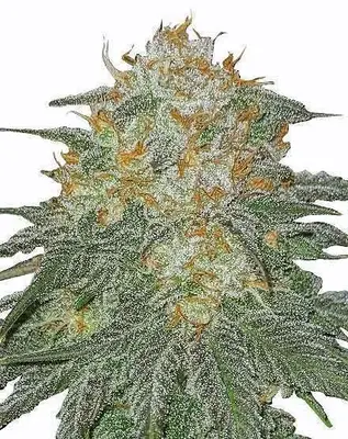 Cookies And Cream cannabis seeds