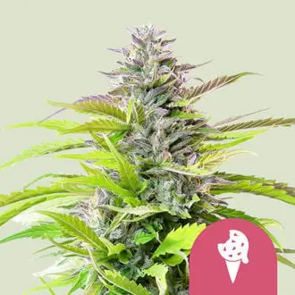 Cookies Gelato cannabis seeds