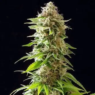Cookies Haze cannabis seeds