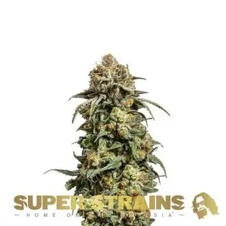 Cookies Krush cannabis seeds