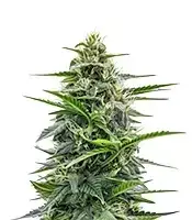 Cookies Kush cannabis seeds