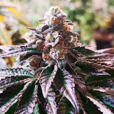 Cookies Purple Punch cannabis seeds