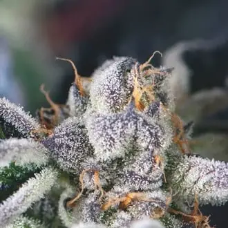 Cookies USA cannabis seeds