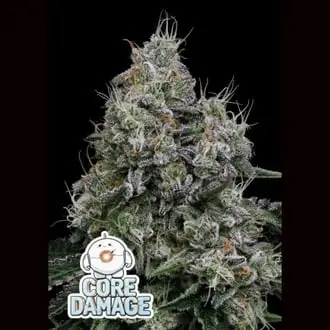 Core Damage cannabis seeds by Anesia Seeds