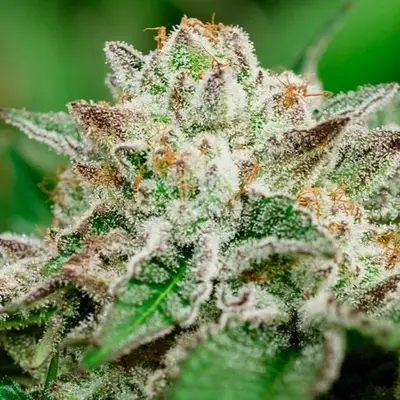 Cosmic Crashers cannabis seeds