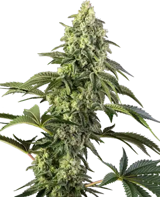 Cosmic Kiss cannabis seeds