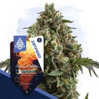 Cosmic Noodles cannabis seeds by Zamnesia Seeds