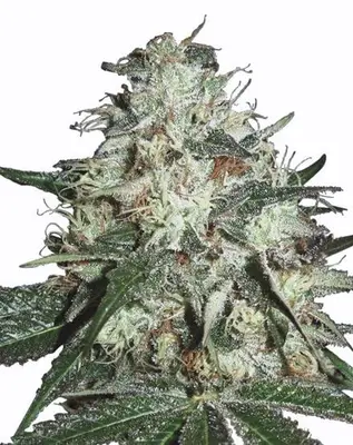 Cotton Candy Kush cannabis seeds