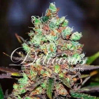 Cotton Candy cannabis seeds by Delicious Seeds