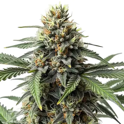 Cr+ cannabis seeds by Blimburn Seeds