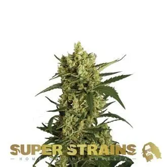 Crackers cannabis seeds by Super Strains