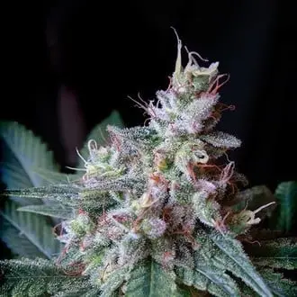 Cream Caramel - F1 Fast Version cannabis seeds by Sweet Seeds