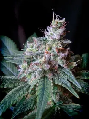 Cream Caramel F1 Fast cannabis seeds