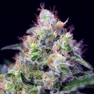 Cream Caramel cannabis seeds by Sweet Seeds