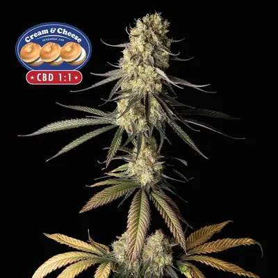 Cream & Cheese CBD 1:1 cannabis seeds
