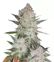 Cream Cookies cannabis seeds