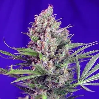 Cream Mandarine - F1 Fast Version cannabis seeds by Sweet Seeds