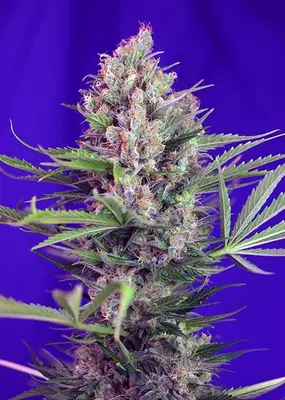 Cream Mandarine F1 Fast cannabis seeds