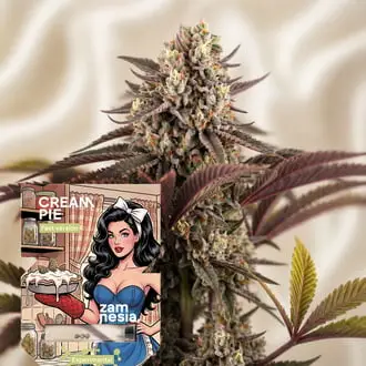 Cream Pie Fast Version cannabis seeds by Zamnesia Seeds