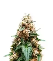 Cream cannabis seeds