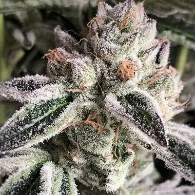 Crescendo RBX1 cannabis seeds