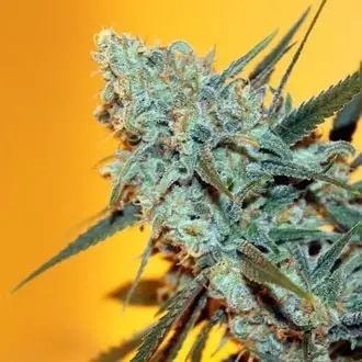 Criminal+ cannabis seeds by Ripper Seeds