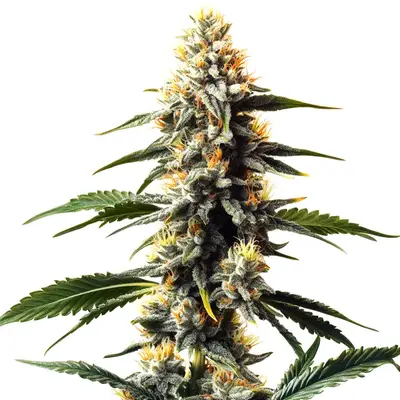 Critic Boom cannabis seeds by Blimburn Seeds