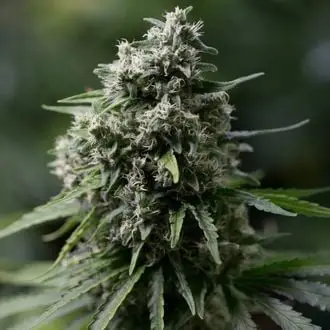 Critical+ 2.0 cannabis seeds