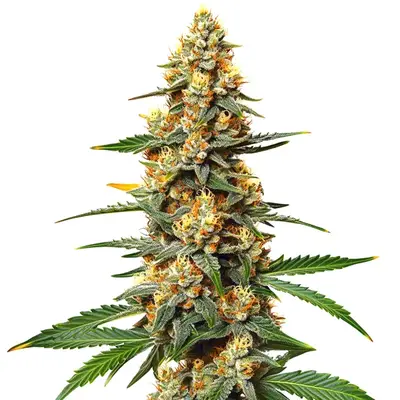 Critical 47 cannabis seeds by Blimburn Seeds