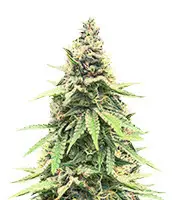 Critical Amnesia cannabis seeds
