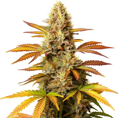 Critical Banana cannabis seeds by Blimburn Seeds