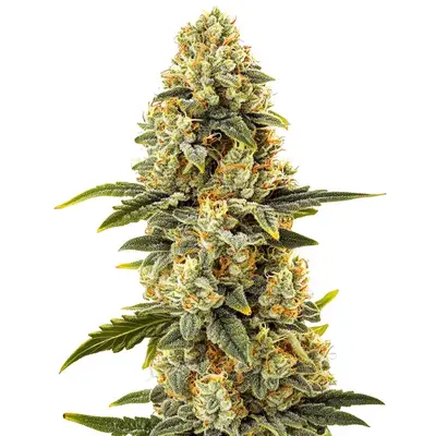 Critical Bilbo Fast Version cannabis seeds