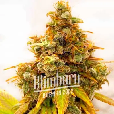 Critical Bilbo x Rainbow Chips cannabis seeds