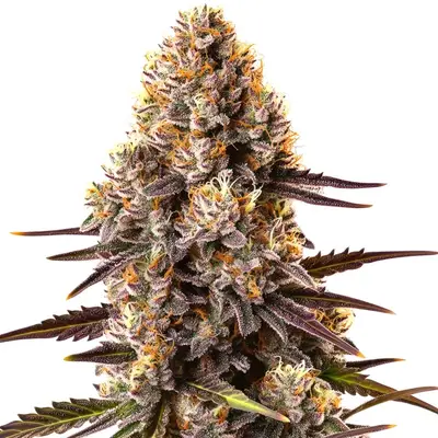 Critical Bilbo cannabis seeds by Blimburn Seeds